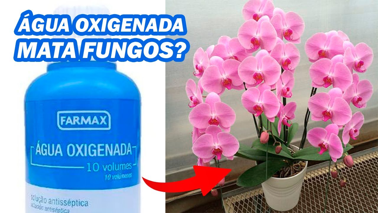 COMO USAR ÁGUA OXIGENADA NAS PLANTAS E ORQUÍDEAS