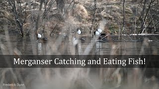 Hooded Merganser Male Duck Catching and Eating Fish North America