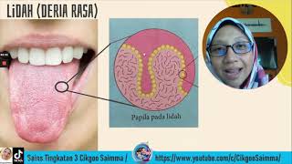 SAINS T3 KSSM BAB1.2 STRUKTUR ORGAN DERIA [PART 2]