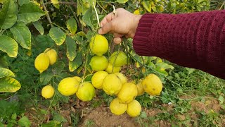 كيف تجعل شجرة الليمون تثمر كل عام ؟ الحل هنا طريقة التسميد والتقليم طريقة الرعاية والعناية مهم جدا