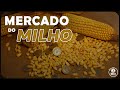 Cotações do milho continuam caindo e não devem parar já que há grãos com produtores.