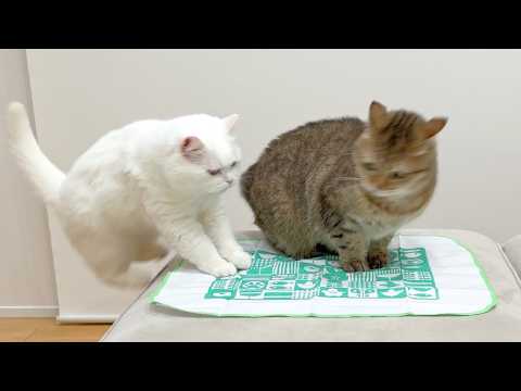 ポムさんとしまちゃん / ねこべや。 - YouTube