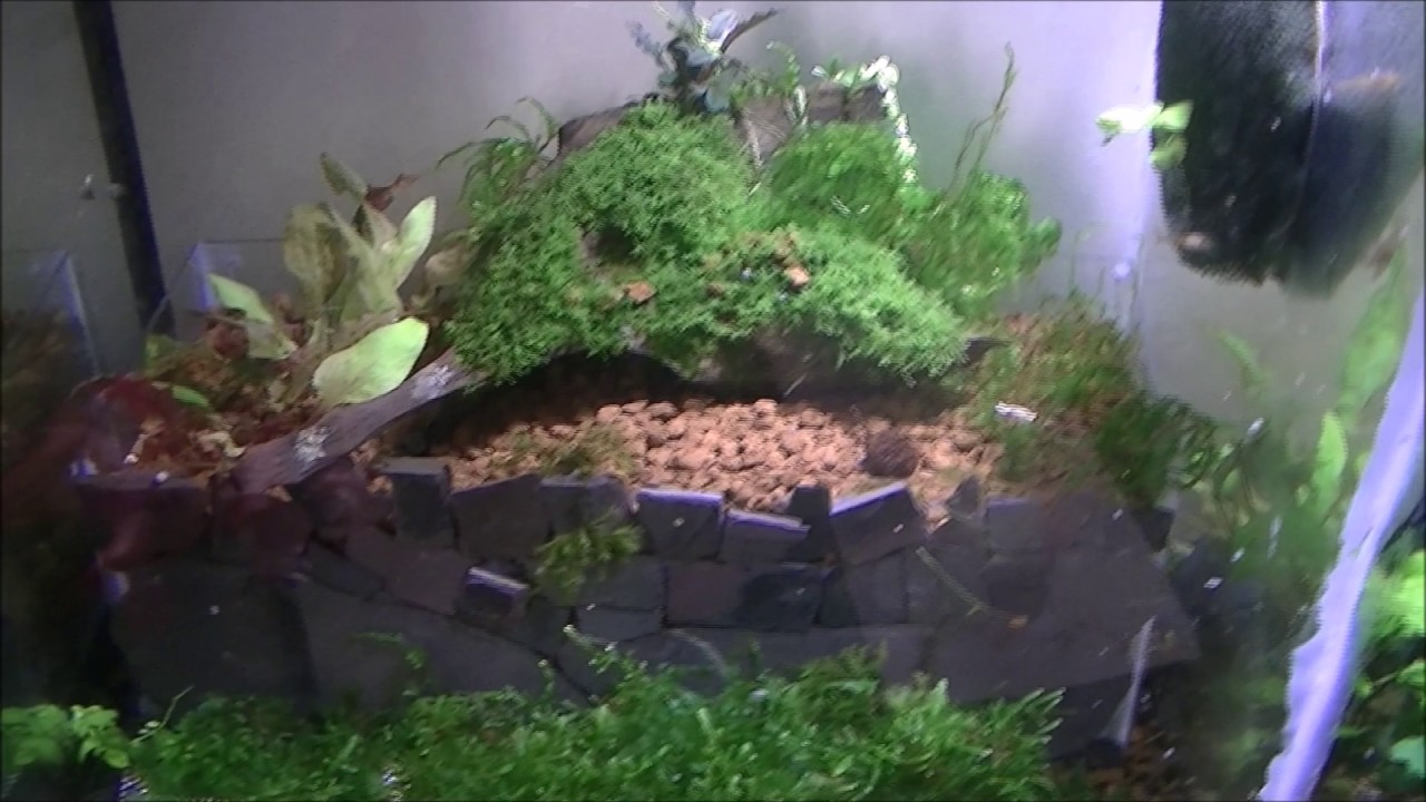 Should We Use Heaters In Our Shrimp Tanks YouTube