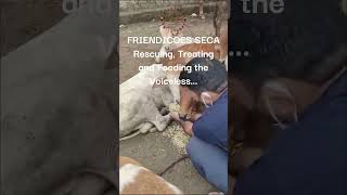 FRIENDICOES SECA rescuing treating feeding the voiceless in Delhi floods l animalhelp delhiflood