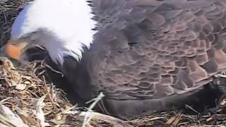 Decorah Eagles,Aw Closeup Of Egg\&Dad Visits Mom,Ty Cam Operator,2\/19\/15