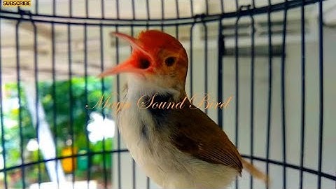 Prenjak Gacor - Variasi Tembakan Pancingan Prenjak Lumut - Masteran Suara Pikat Prenjak Kepala Merah