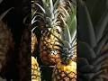 Pineapple plants #short