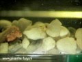 Piranhafurynl  piranha breeding  fry day 6