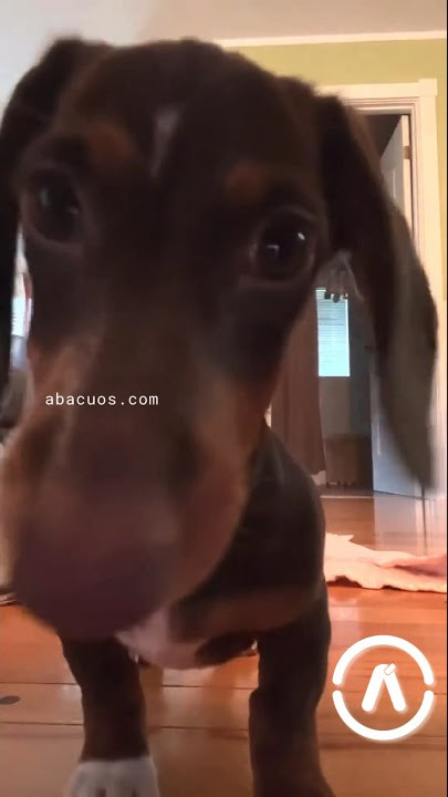 Cachorro tentando encontrar barulhinho de choro