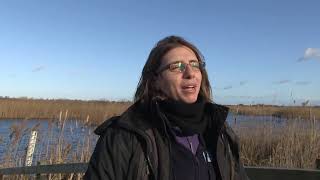 RSPB Ouse Fen Warden Hannah Bernie at work on the reserve