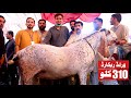 New World Record 310 Kg Big Makhi Cheena Goat Wins Faisalabad Bakra Show 2020