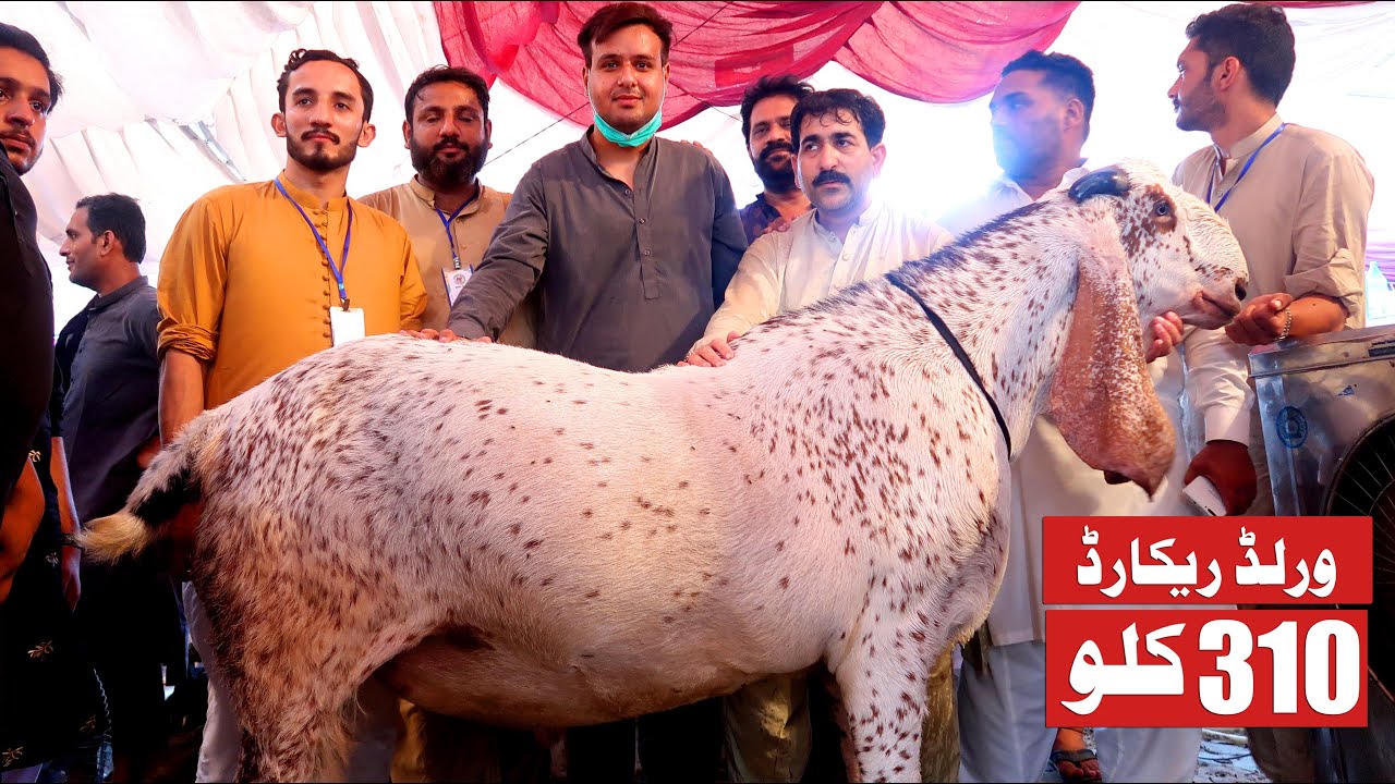 New World Record 310 Kg Big Makhi Cheena Goat Wins Faisalabad Bakra Show 2020