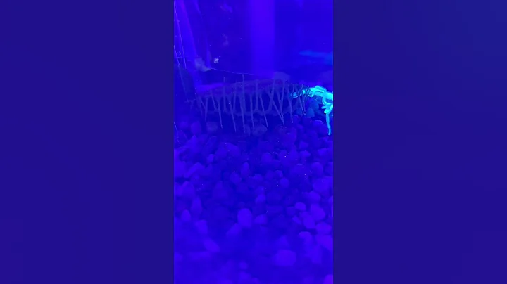 Venus fly trap VS Scorpion #shorts