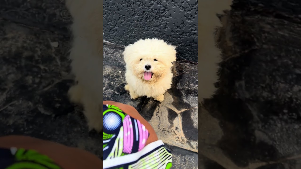 Y'all meet my little cutie 