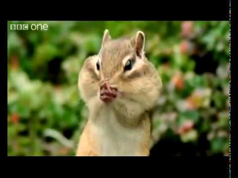 Beatboxing Squirrel Chipmunk Long Beat (best version) Funny Animals  Alan Al Steve