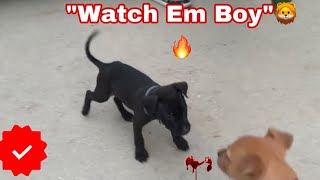 Heavy Eli64X Maverick American Pitbull Terrier Puppy Meet Blade 1Xw Son