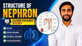 Nephron | structure of nephron | human Urinary System NCERT | Punjab board Federal Board Sindh board