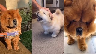 Fluffy Chow Chows being hecking adorable 🤪 Cute and Funny TikTok Compilation