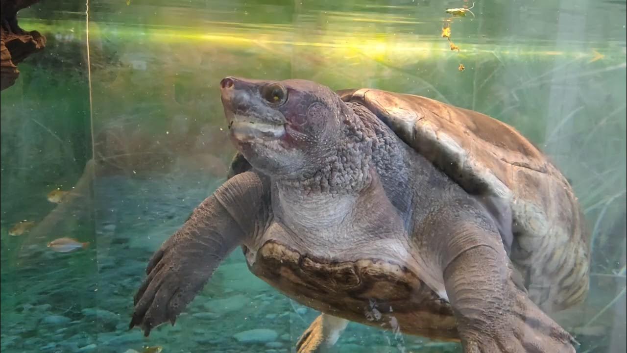 もぐもぐメキシコカワガメ YouTube