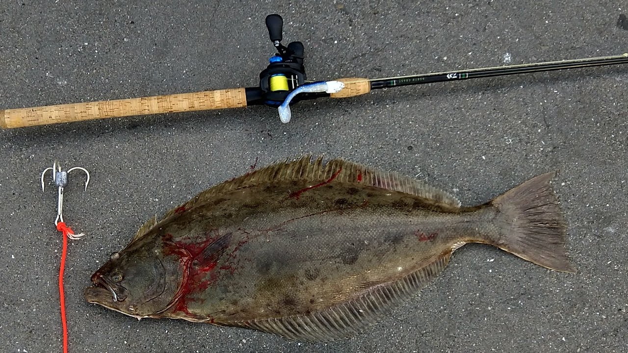 Keeper Halibut Swimbait Fishing from Shore! YouTube