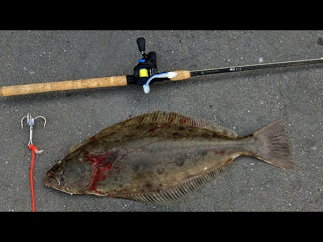 keeper halibut and a short White Sea bass from the surf! : r/SurfFishing