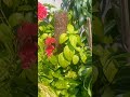 #garden #love #kabhi na ho kam