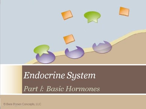 Endocrine Lecture Pt. 1: Overview - YouTube