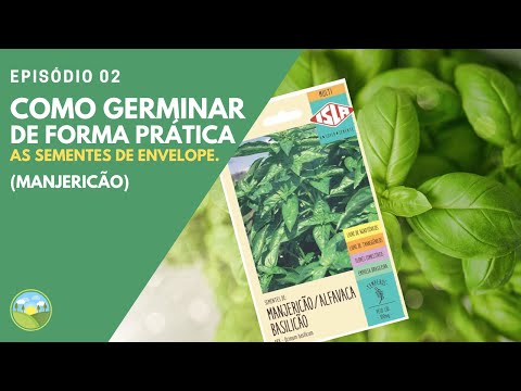 Vídeo: Como Plantar Sementes De Manjericão, Inclusive Ao Ar Livre