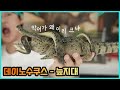 거대한 악어의 조상님 데이노수쿠스 피규어 리뷰하기. Deinosuchus swamp review