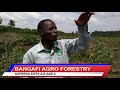BANGAFI AGRO FORESTRY