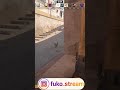 5 KillS + 3 ChickenS with AK-47 #ace #csgo #aim #gaming #counterstrike #cs2 #games #chicken #fuko