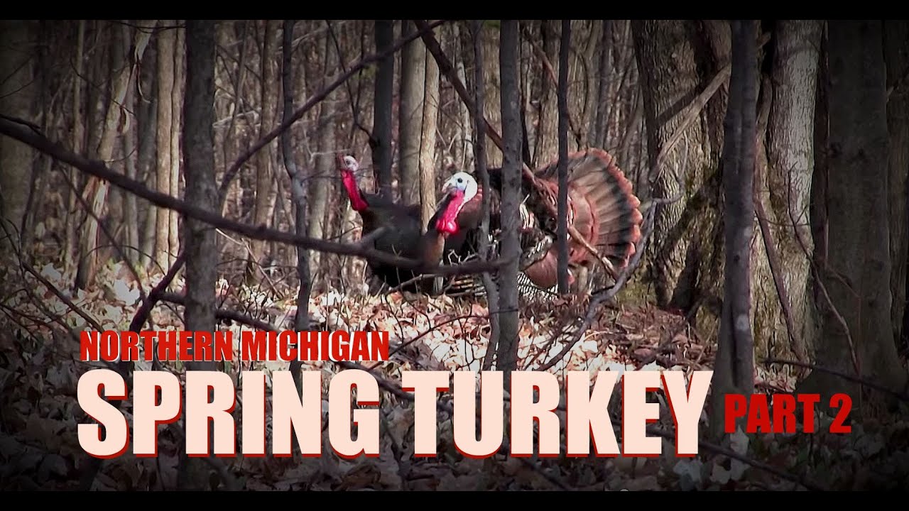 Michigan Spring Turkey Hunting YouTube