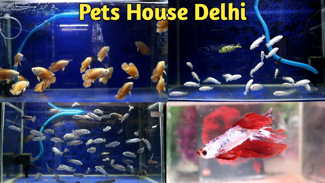 Pets House Aquarium Shop Vikas Puri Delhi Aquarium Fish Price