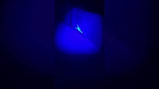 Scorpion vs a 365nm UV Light