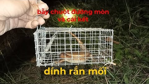 bẫy chuột và cái kết dính rắn mối @Na_84_vlogs