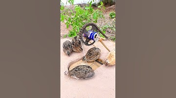 DIY quail trap, easy design with chains - Underground bird trap #shorts