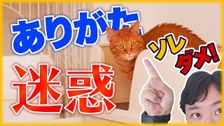 猫のトイレのお世話でやってはいけないこと！失敗すると粗相の原因に！