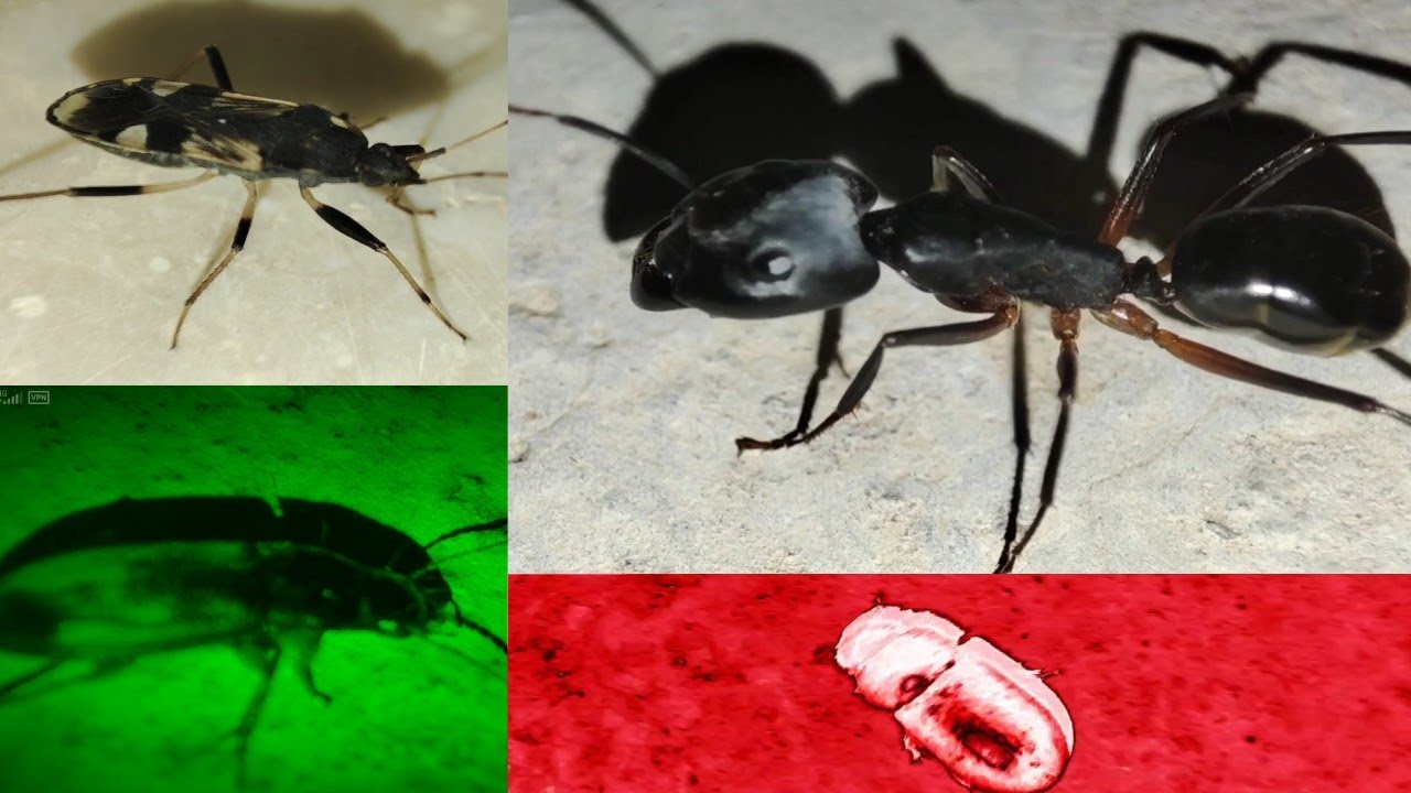 Iran Insects Nocturnal insects #wildlife #iran - YouTube