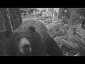 Go Wild grants help track local bear population