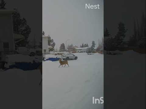 deer on cam