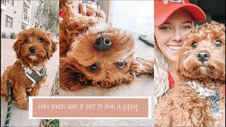 How Much It REALLY Costs To Own A Puppy | Archie The Cavapoo