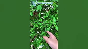 🌶️ Mẹo Giúp Cây Ớt Ra Nhiều Hoa, Đậu Nhiều Quả – Bí Quyết Nông Dân Chia Sẻ! | Chili Tips #shorts