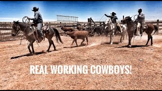 Working cowboys. Spring works. Sorting, deworming, branding, & a cattle drive!