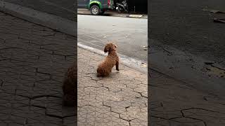 Lu dog 😍#shorts #dogs #funny #pets