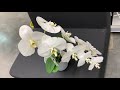 Орхидеи от 390 руб на витрине Шоу Орхидей в Бауцентре  6 февраля 2021г.