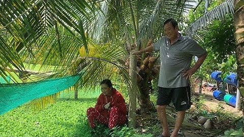 Giao Ốc Bươu Đen Giống Cho Khách Hàng Ở Chợ Gạo-Tiền Giang | Liệt Vlog