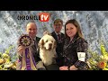 What to Look for in the Clumber Spaniel - Doug Johnson & Jamie Hubbard of Clussexx Kennel