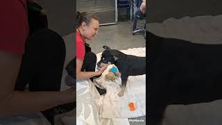 Erika is up for adoption at Glynn County Animal Services in Brunswick Georgia