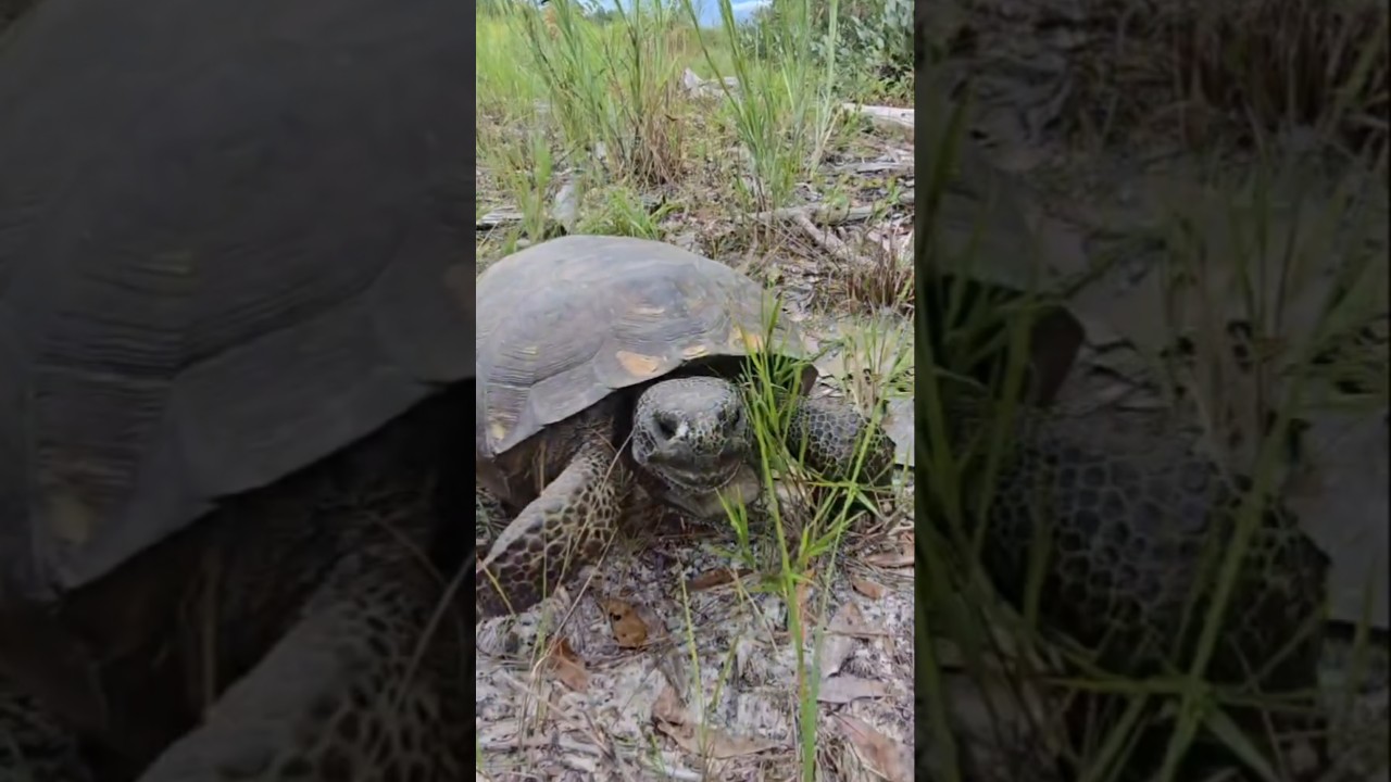 big gopher tortoise cruising across the sand! 