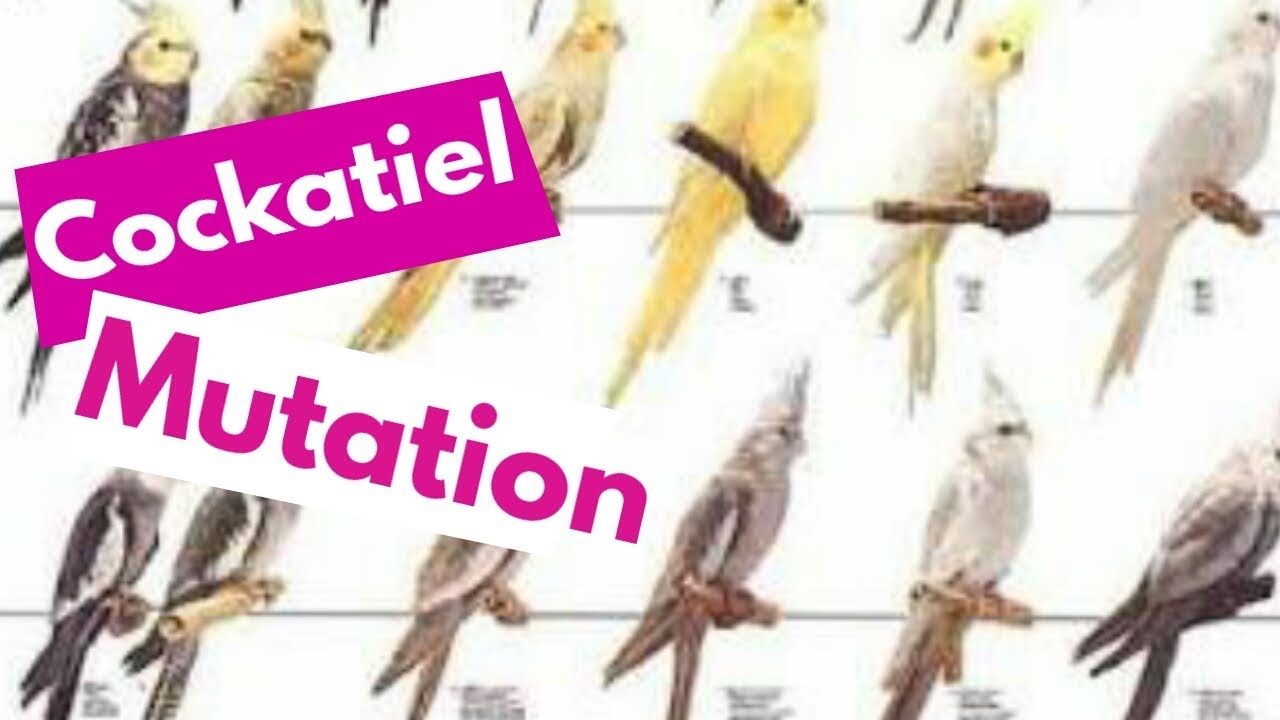 Cockatiel Colour Chart